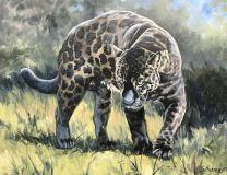 Panther, 80X100cm